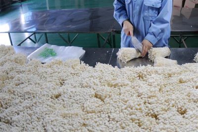 种植金针菇的前景,市场需求大前景可观