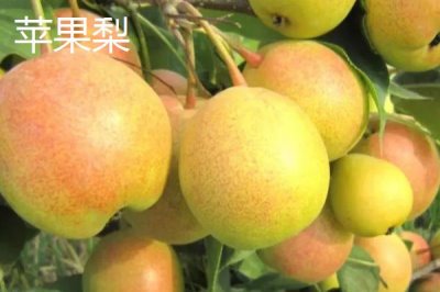 甘肃省民乐县的特产,产出的苹果梨具有中国一代梨王的美誉