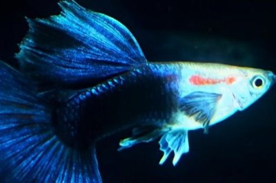 礼服孔雀鱼好不好养,观赏性较高且容易养活
