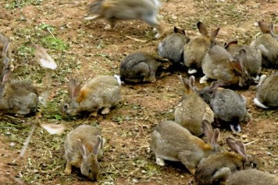 思麻兔的养殖前景,生产能力强且养殖利润高