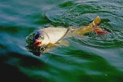 春天钓鲤鱼需要钓多深,根据水温决定