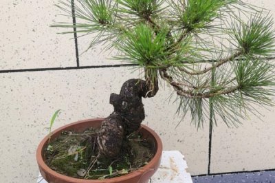 制作五针松盆景，因五叶丛生而得名