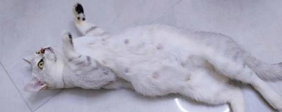 猫怀孕多少天生产,孕期为56-71天