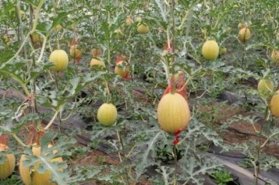 大棚甜瓜坐果后怎么管理,需做好昼夜温差控制、追肥留果等工作