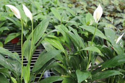 白掌怎么分株,5-6月份进行为佳