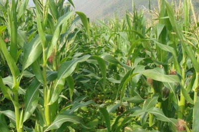 泽农1107玉米品种简介,适宜密度为每亩4500株左右