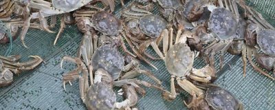 螃蟹用什么水养,淡水蟹用淡水养殖