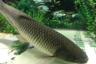 草鱼能不能长到40斤，可以长到40斤但不多见