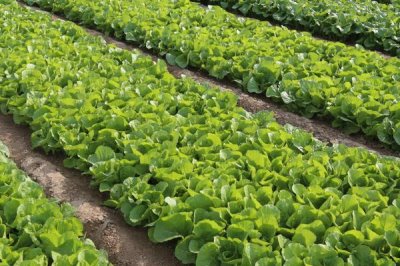 春白菜种植方法，播种育苗和肥水控制是重点