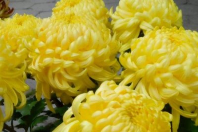 家里是否适合养菊花，株型通常比较小巧适合家养