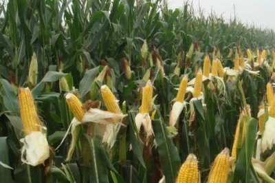 渝甜糯990玉米种子特征特性,密度3200株/亩左右