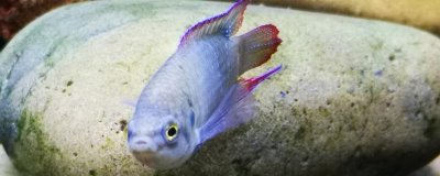 圆尾斗鱼的产地,主要分布在日本、韩国、俄国等地