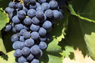 葡萄什么季节成熟,南方地区通常在6-7月份成熟