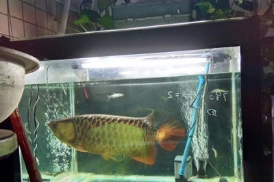 金龙鱼怎么养，换水不需要太勤