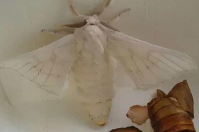 蚕羽化成蛾能存活多少天，一般只能活1-3天