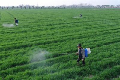 小麦除草剂可以和叶面肥混打吗,除草剂不可和叶面肥混合打