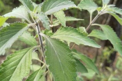 野坝子什么时候开花，多集中在每年9-12月