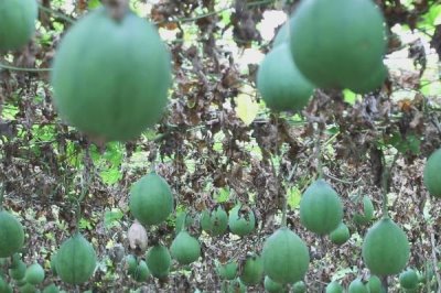 种植瓜蒌的前景,目前来看市场需求较大