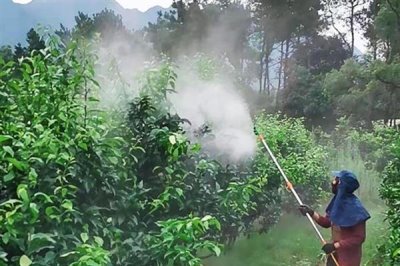 果树卷叶的原因，主要是缺少营养导致