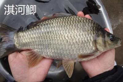 鲫鱼的外观,不同品种的外观有所区别