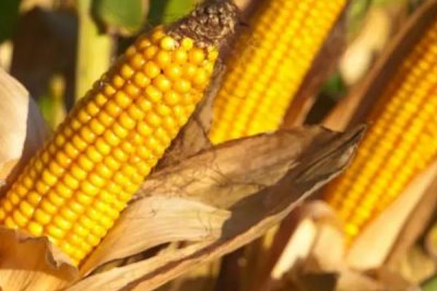 隆平509玉米品种的特性，亩植密度3000株左右