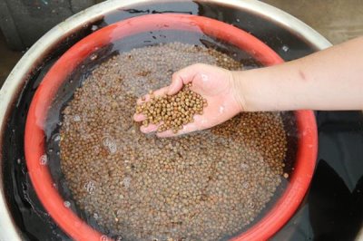 钙镁微肥的施用技巧,常见以下5种方式