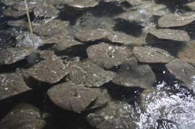 多宝鱼养殖的市场前景,是一个非常不错的养殖项目