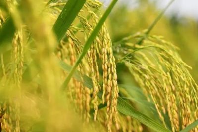 巨型稻为什么不推广,种植具有局限性