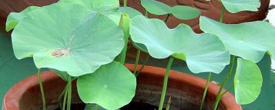 盆栽荷花的养殖方法,盆可选釉盆、瓷盆、紫砂盆等