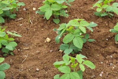 黑豆的生长要求，对土壤要求不高但需要较多水分