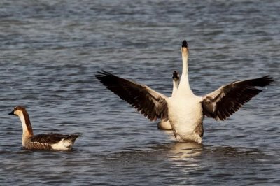 大雁会游泳吗,是一种大型游禽会游泳