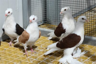 鸽子无精怎么治疗,视情况对种鸽采取减肥、补充维生素等措施