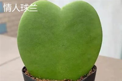 球兰什么时候换盆好，一年四季都可以换盆