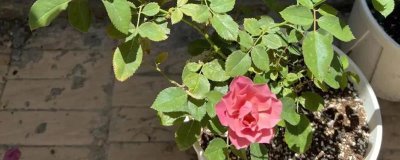 高温天气怎么管理月季,可剪除多余的幼芽、转移至阴凉通风处