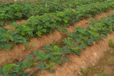 草莓苗什么时候移栽好，一般草莓苗会一年一换