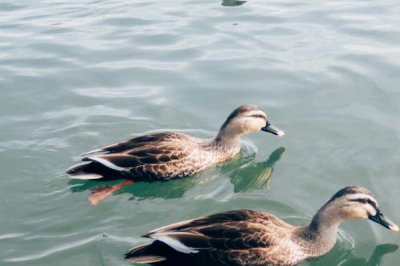 一只鸭子多少斤，成年后通常在3-5斤左右