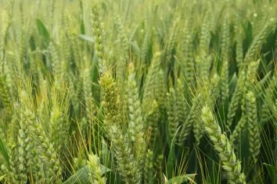 宁中麦2号小麦种简介，半冬性小麦品种