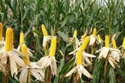 天沃007玉米种子特征特性，中等肥力以上地块栽培