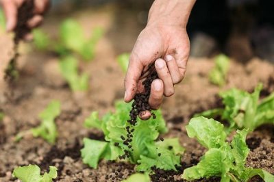 反季节蔬菜的施肥要点,应重施有机肥、合理选择肥料类型并确定用量