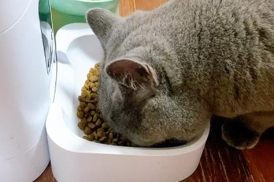 英短蓝猫怕不怕热,与其他品种相比比较耐热