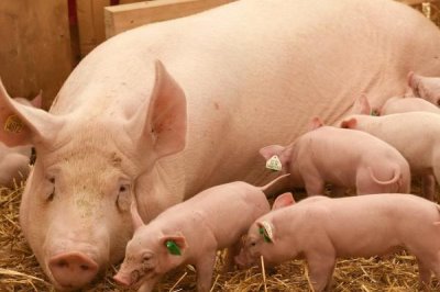 母猪不进食没精神而且不发烧如何处理,炎热天气可拌水饮用冬夏太保