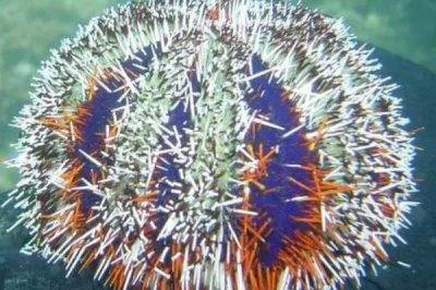 海胆刺有毒吗，有叉棘和棘两种产生毒素的器官