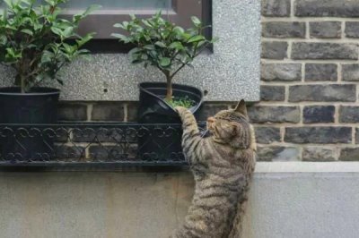 猫咪在户外散养好不好，有利也有弊