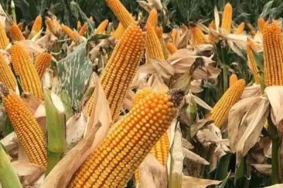 AB889玉米种子特征特性，注意防治灰斑病