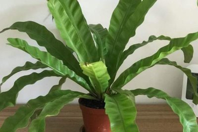 鸟巢蕨如何养殖以及要注意什么，常年放在室内光线明亮处养护即可