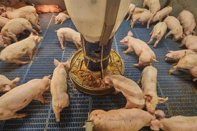 养猪需要办理哪些手续,首先要向养殖用地所在村委会提出申请