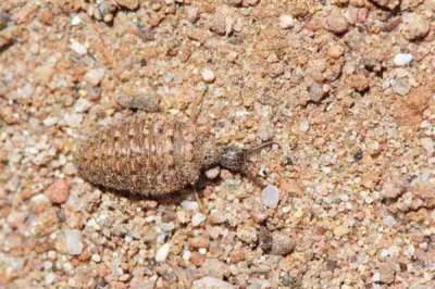 沙牛的养殖技术，需要间隔饲养