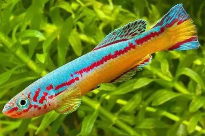 粉红佳人鳉鱼好不好养,饲养难度较小