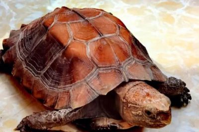 锯缘龟好不好养,养殖难度为中等