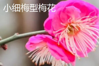 红梅的品种,品种较多各有特点